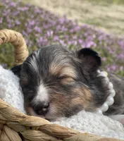 Dolly , a female Shetland Sheepdog for sale in Bloomfield, MO – Photo 1 of 6
