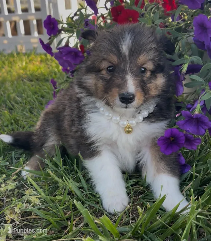Dolly  – Shetland Sheepdog puppy for sale in Bloomfield, MO