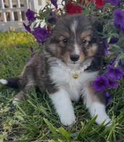 Dolly (Video), a female Shetland Sheepdog for sale in Bloomfield, MO – Photo 7 of 10