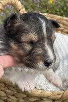 Dolly , a female Shetland Sheepdog for sale in Bloomfield, MO – Photo 3 of 6