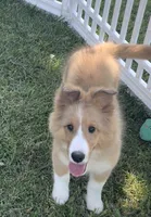 Rosie , a female Shetland Sheepdog for sale in Bloomfield, MO – 5 of 10