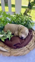 F1bb Mini Parker , a male Goldendoodle and Miniature Goldendoodle for sale in Bloomfield, MO – 4 of 7