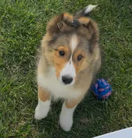 Ruby , a female Shetland Sheepdog for sale in Bloomfield, MO – 4 of 9