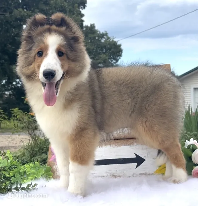 Allie – Shetland Sheepdog puppy for sale in Bloomfield, MO