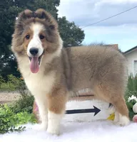 Allie, a female Shetland Sheepdog for sale in Bloomfield, MO – 1 of 9