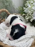 Tulsa, a female Miniature Aussiedoodle for sale in Bloomfield, MO – 5 of 6