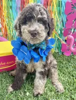 Chase, a male Goldendoodle for sale in Bloomfield, MO – Photo 1 of 9