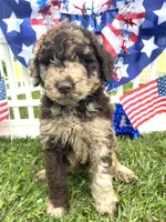 Chase, a male Goldendoodle for sale in Bloomfield, MO – Photo 7 of 9