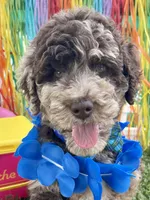 Chase, a male Goldendoodle for sale in Bloomfield, MO – Photo 3 of 9