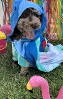 Chase, a male Goldendoodle for sale in Bloomfield, MO – Photo 2 of 9