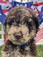 Chase, a male Goldendoodle for sale in Bloomfield, MO – Photo 9 of 9