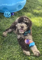 Chase, a male Goldendoodle for sale in Bloomfield, MO – Photo 4 of 9