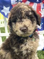 Chase, a male Goldendoodle for sale in Bloomfield, MO – Photo 6 of 9