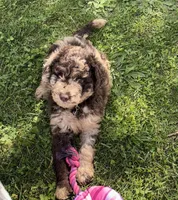 Chase, a male Goldendoodle for sale in Bloomfield, MO – Photo 8 of 9