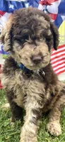 Chase, a male Goldendoodle for sale in Bloomfield, MO – Photo 5 of 9