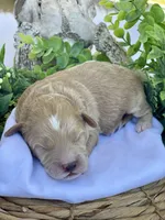 F1bb Mini Dexter, a male Goldendoodle and Miniature Goldendoodle for sale in Bloomfield, MO – 6 of 7
