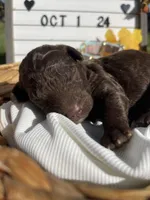 Latte, a female Goldendoodle for sale in Bloomfield, MO – Photo 3 of 4