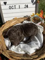 Latte, a female Goldendoodle for sale in Bloomfield, MO – Photo 4 of 4