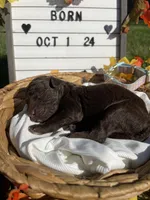 Latte, a female Goldendoodle for sale in Bloomfield, MO – Photo 1 of 4
