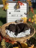 Latte, a female Goldendoodle for sale in Bloomfield, MO – Photo 2 of 4