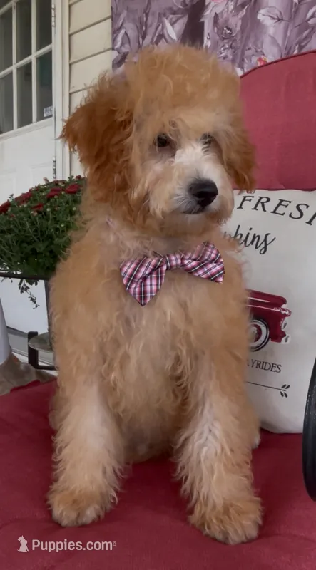 F1bb Mini Carter – Goldendoodle, Miniature Goldendoodle puppy for sale in Bloomfield, MO