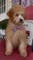 F1bb Mini Carter, a male Goldendoodle and Miniature Goldendoodle for sale in Bloomfield, MO – 3 of 10