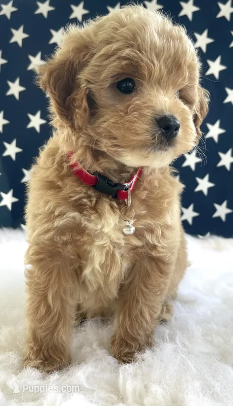 F1bb Mini Parker  – Goldendoodle, Miniature Goldendoodle puppy on hold in Bloomfield, MO