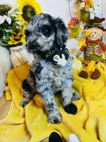 F1B Brady, a male Goldendoodle for sale in Bloomfield, MO – Photo 3 of 3