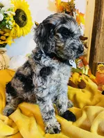 F1B Brady, a male Goldendoodle for sale in Bloomfield, MO – Photo 2 of 3