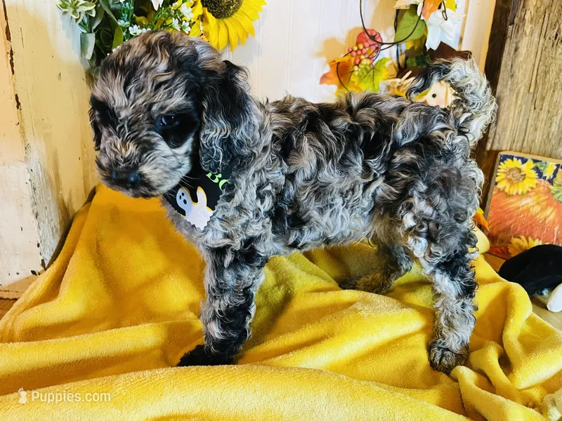 F1B Brady, a male Goldendoodle for sale in Bloomfield, MO – Photo 1 of 3