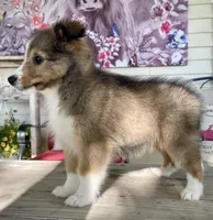 Ruby , a female Shetland Sheepdog for sale in Bloomfield, MO – 3 of 10