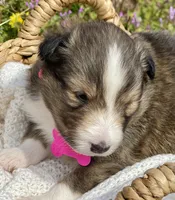 Ruby , a female Shetland Sheepdog for sale in Bloomfield, MO – Photo 4 of 8