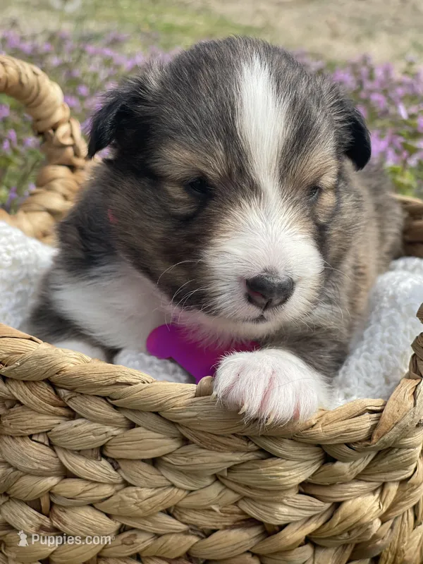 Ruby  – Shetland Sheepdog puppy for sale in Bloomfield, MO