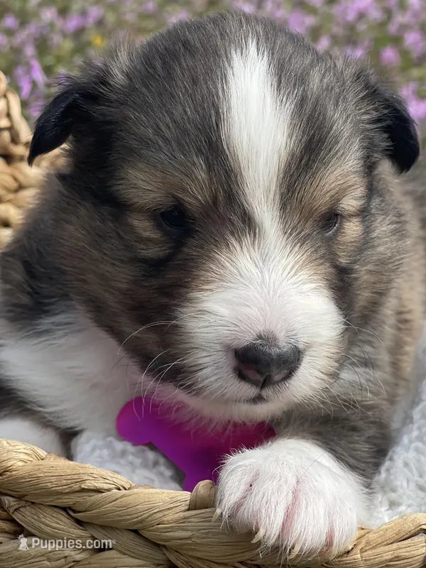 Ruby  – Shetland Sheepdog puppy for sale in Bloomfield, MO