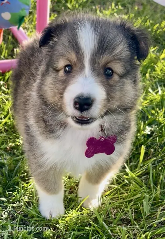 Ruby  – Shetland Sheepdog puppy for sale in Bloomfield, MO