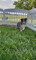Ruby , a female Shetland Sheepdog for sale in Bloomfield, MO – 5 of 10