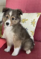 Ruby , a female Shetland Sheepdog for sale in Bloomfield, MO – 4 of 10