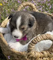 Ruby , a female Shetland Sheepdog for sale in Bloomfield, MO – Photo 6 of 8