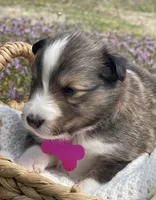 Ruby , a female Shetland Sheepdog for sale in Bloomfield, MO – Photo 5 of 8