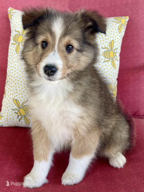 Ruby  – Shetland Sheepdog puppy for sale in Bloomfield, MO