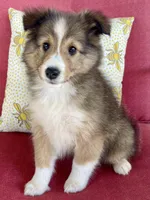 Ruby , a female Shetland Sheepdog for sale in Bloomfield, MO – 1 of 10