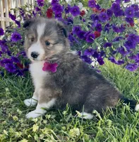 Ruby , a female Shetland Sheepdog for sale in Bloomfield, MO – 7 of 10