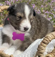 Ruby , a female Shetland Sheepdog for sale in Bloomfield, MO – Photo 3 of 8