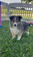 Ruby , a female Shetland Sheepdog for sale in Bloomfield, MO – 2 of 10
