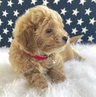 F1bb Mini Parker , a male Goldendoodle and Miniature Goldendoodle for sale in Bloomfield, MO – 3 of 10