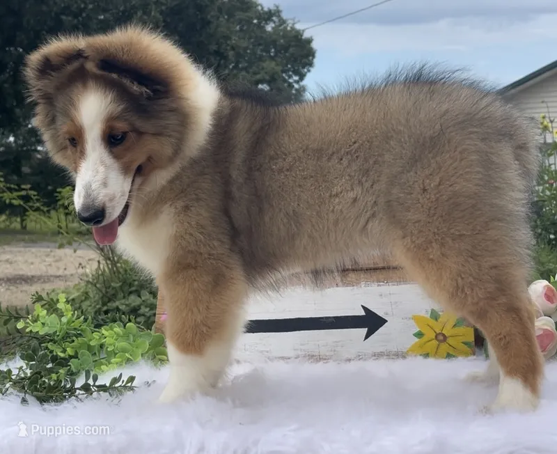 Allie – Shetland Sheepdog puppy for sale in Bloomfield, MO