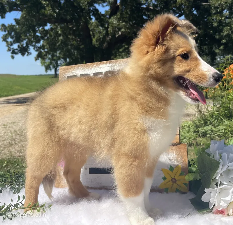 Rosie  – Shetland Sheepdog puppy for sale in Bloomfield, MO