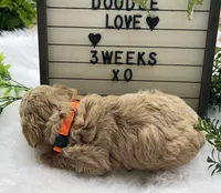 F1bb Mini Dexter, a male Goldendoodle and Miniature Goldendoodle for sale in Bloomfield, MO – 6 of 10