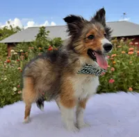 Mack Will Stay Small Champ Lin, a male Shetland Sheepdog for sale in Bloomfield, MO – Photo 8 of 10
