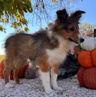 Mack Will Stay Small Champ Lin, a male Shetland Sheepdog for sale in Bloomfield, MO – Photo 7 of 10